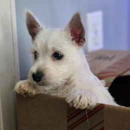 Olaf - White male West Highland White Terrier puppy in Gastonia, North Carolina from Queen City Terriers