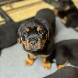 Rain - Black and mahogany female Rottweiler puppy in Crothersville, Indiana from The Solid Rock Kennel