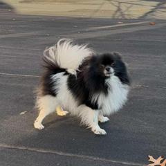 Candy - Pomeranian