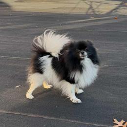 Candy - Pomeranian
