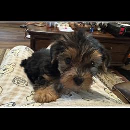 Jake - Blue and gold male Yorkshire Terrier puppy in Dawsonville, Georgia from Lynn’s Precious Pups