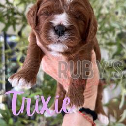 Trixie - Red female Cavapoo puppy in West Jordan, Utah from Ruby's Cavapoos