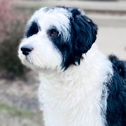 Olive - Portuguese Water Dog