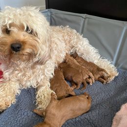Cavapoos from Door County Cavapoos