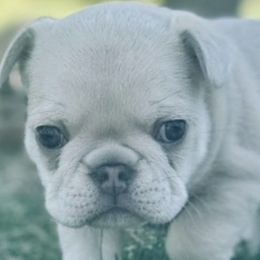 French Bulldogs from VD-FO Frenchies
