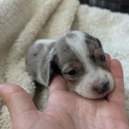 Dapple piebald (full color) - Dapple female Dachshund puppy in Central Point, Oregon from MRS Long Dog Ranch