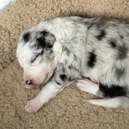 Border Collie Puppies from Roaring River Border Collies