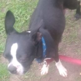 Boston Terriers from Got What You Need