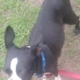 Boston Terriers from Got What You Need