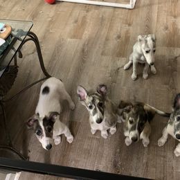 Silken Windhound Puppies from Regalant Silken Windhounds