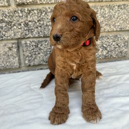Poodle Puppies from Sunshine Pups