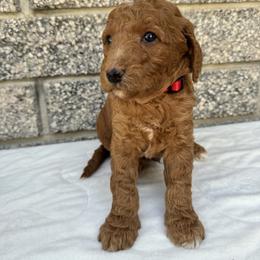 Poodle Puppies from Sunshine Pups