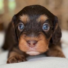 November - Tri-color male Cavapoo puppy in Yuciapa, California from AlltheDoodlez_