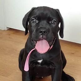 Cane Corso Puppies from Guardia Del Corpo