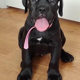 Cane Corso Puppies from Guardia Del Corpo