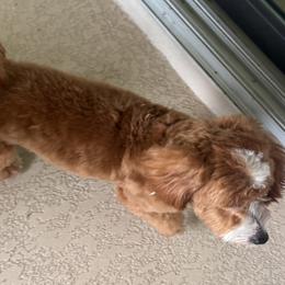 Goldendoodles from Coastal Crown Doodles