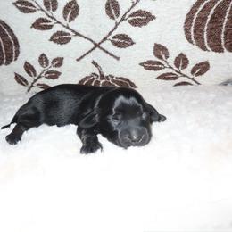 Penny - Black and tan female Dachshund puppy in Coachella, California from Liliana's Dachshunds