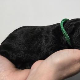 Green Boy - Black male German Shepherd puppy in Ocala, Florida from Guardian Shepherds