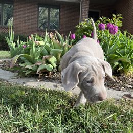 Weimaraner Puppies from Baird Weims - AKC registered