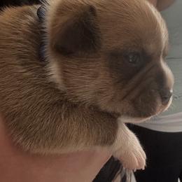 Staffordshire Bull Terrier Puppies from Tier 1 Staffordshire Bull Terriers
