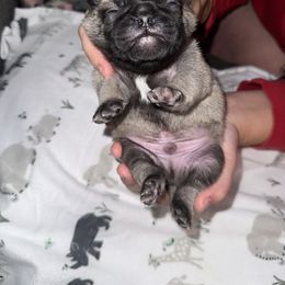 Canelo - Fawn male Pug puppy in Vader, Washington from Tanori Kennels
