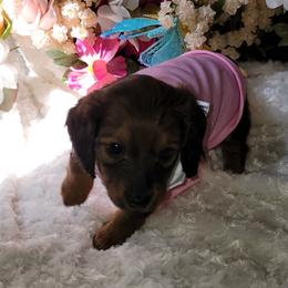 Dachshund Puppies from CLARK'S BREEDING PROGRAM