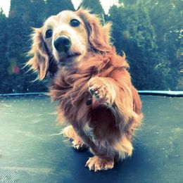 Duke - Dachshund