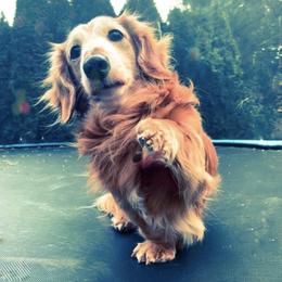 Duke - Dachshund