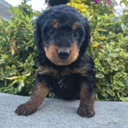 Alaska - Black phantom female Aussiedoodle puppy in Blackfoot, Idaho from Draper Mountain Doodles