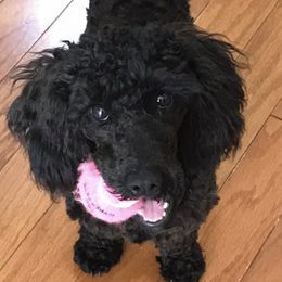 Poodles from Poodles by Kiki