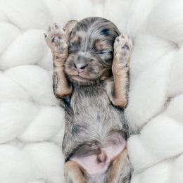 Boy 2 - Merle male Cockapoo puppy in Otisville, Michigan from Danie’s Darling Doodles LLC