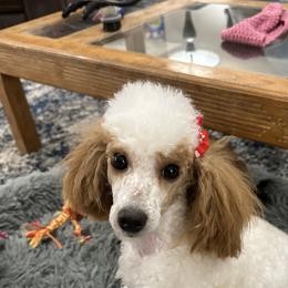 Reba - Bernedoodle