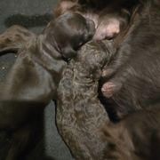 Female 1- curly coat - Brown female Boykin Spaniel puppy in Jesup, Georgia from 31 Pines Kennels