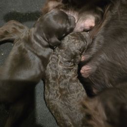 Female 1- curly coat - Brown female Boykin Spaniel puppy in Jesup, Georgia from 31 Pines Kennels