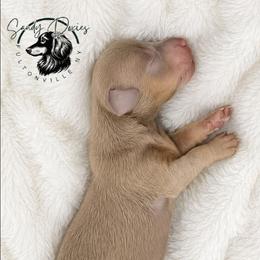 Aeko - Fawn (isabella) and tan male Dachshund puppy in Fultonville, New York from Sandy Aussies & Pomeranians