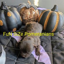 Hersey - Chocolate and tan male Pomeranian puppy in Tennessee from FuN SiZe Aussies/ AKC Pomeranians