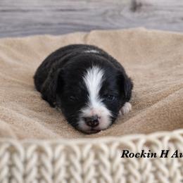 BTM 1 - Black tri male Toy Australian Shepherd puppy in Russellville, Arkansas from Rockin H Aussies