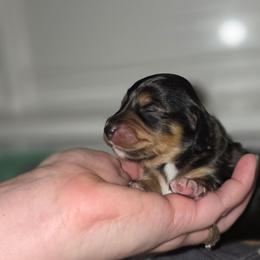 Girl 4 - Piebald female Dachshund puppy in Minden, Louisiana from Ironwood Creek
