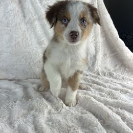Oakley - Red merle female Miniature American Shepherd puppy in Murray, Utah from Regal Miniature American Shepherds | Regal Miniature Australian Shepherds
