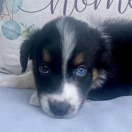 Whitney - Black tri-color female Australian Shepherd puppy in Spanish Fort, Alabama from Southern Luck Aussies