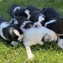 Miniature American Shepherd Puppies from Moonlight Trail Aussies