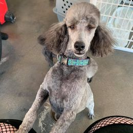 Chihuahuas and Poodles from Acina