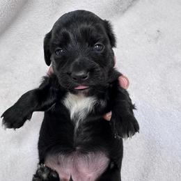 Nyx - Black female Dachshund puppy in Corinth, Texas from Sarah’s Dachshies
