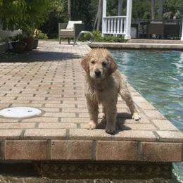 Golden Retriever Puppies from Winstone Goldens