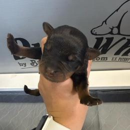 Girl 1 - Black and rust female Rottweiler puppy in Mcminnville, Oregon from JHB Rottweilers