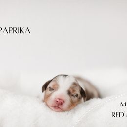 Miniature Australian Shepherd Puppies from Kari's Mini Aussies