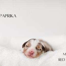 Miniature Australian Shepherd Puppies from Kari's Mini Aussies