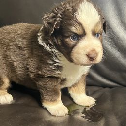 Joni - Red Tri Female 1 - Red tri female Miniature Australian Shepherd puppy in Taunton, Massachusetts from Checkered Flag Champions Mini Aussies