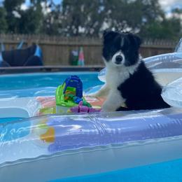 Miniature Australian Shepherd Puppies from Peace Creek Aussies