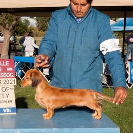 Peach - Dachshund